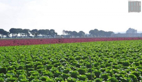 Campi colorati, viali alberati e masserie: tra Cozze e San Vito un paesaggio ''made in Puglia''